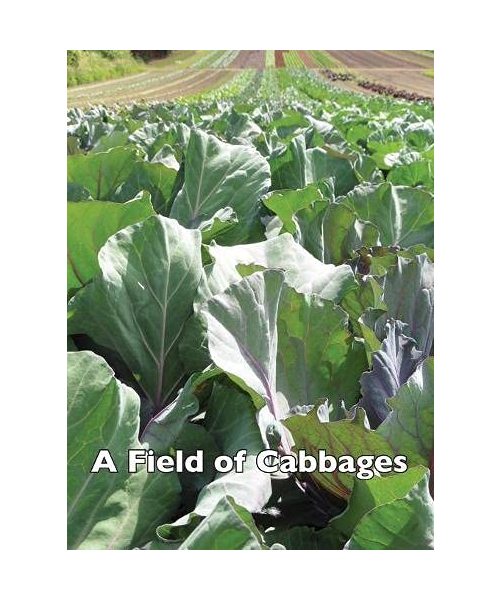 A Field of Cabbages