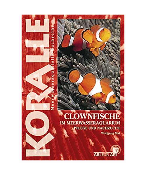 Clownfische im Meerwasseraquarium