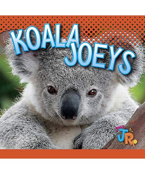 Koala Joeys