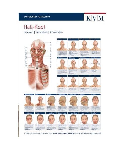 Lernposter Anatomie. Hals - Kopf