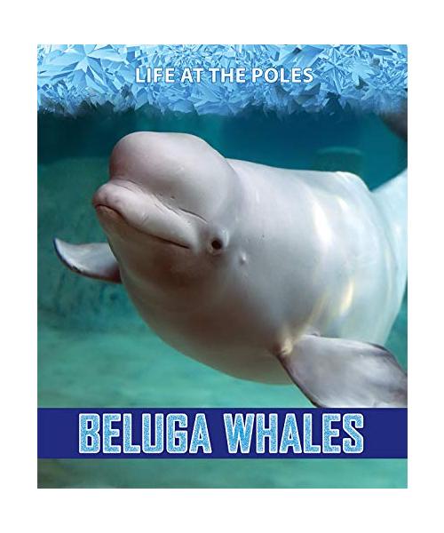 Beluga Whales