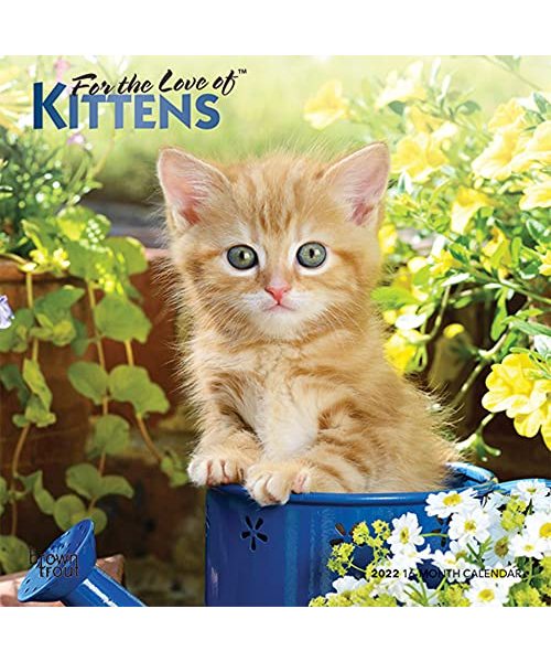 Kittens, for the Love of 2022 Mini