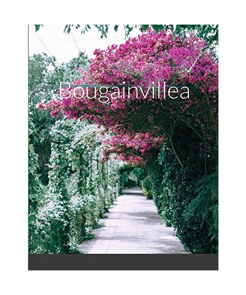 Bougainvillea