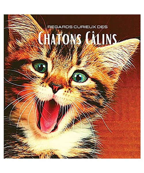 Regards curieux des Chatons Câlins: Album photo en couleur avec de magnifiques chatons. Idée de cadeau pour les amoureux des petits félins et de la na