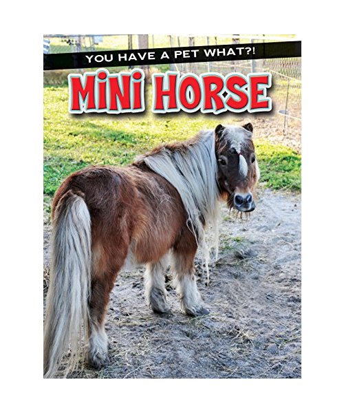 Mini Horse
