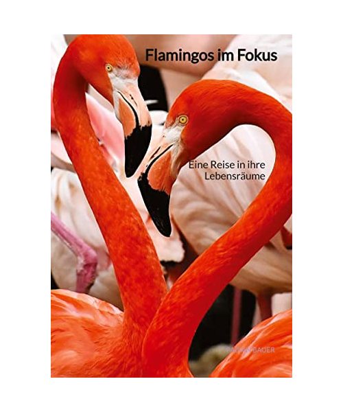Flamingos im Fokus