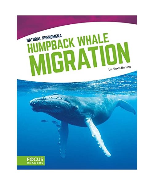 Humpback Whale Migration