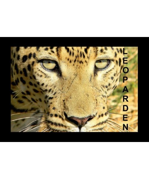 Leoparden (Tischaufsteller DIN A5 quer)