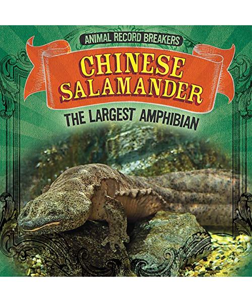 Chinese Salamander: The Largest Amphibian (Animal Record Breakers)