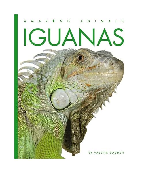 Iguanas