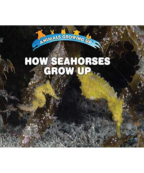 How Seahorses Grow Up (Animals Growing Up)