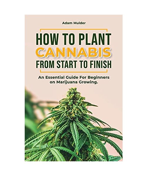 How To Plant Cannabis From Start To Finish: An essential Guide For Beginners on Marijuana Growing.
