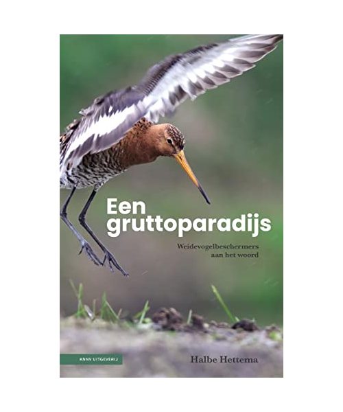 Een gruttoparadijs: weidevogelbeschermers aan het woord