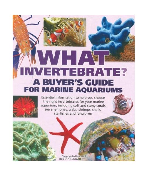 What Invertebrate?